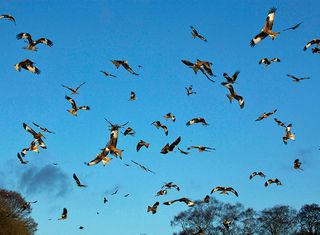 British Wildlife Spotting: Red kites