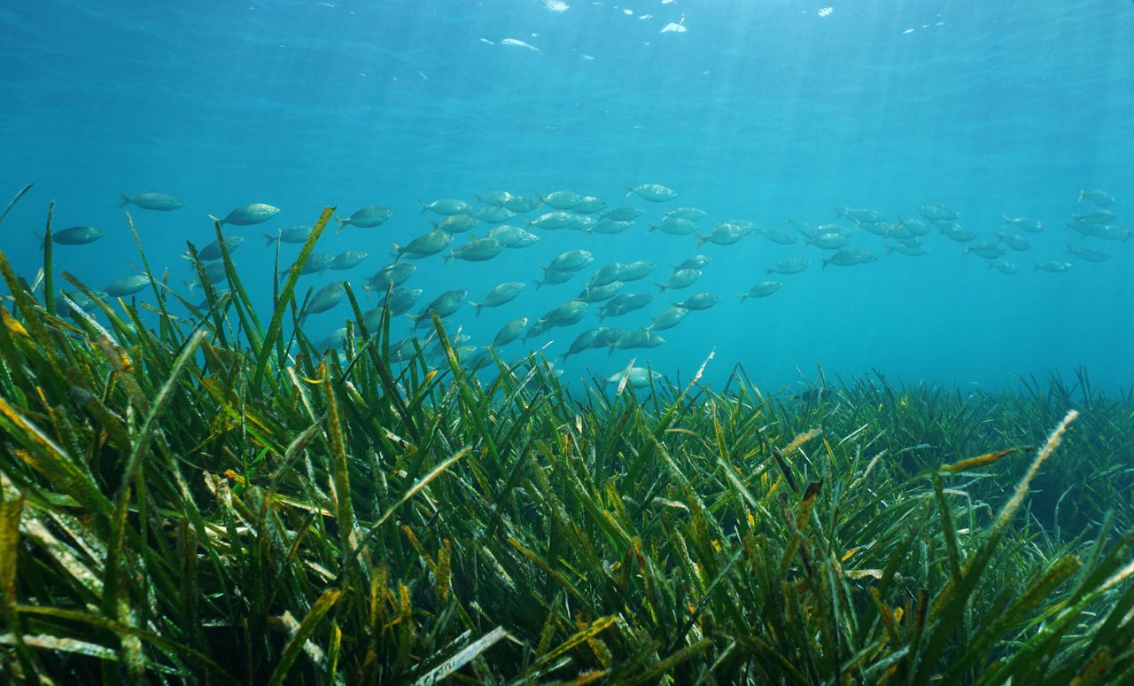 Sea grass.