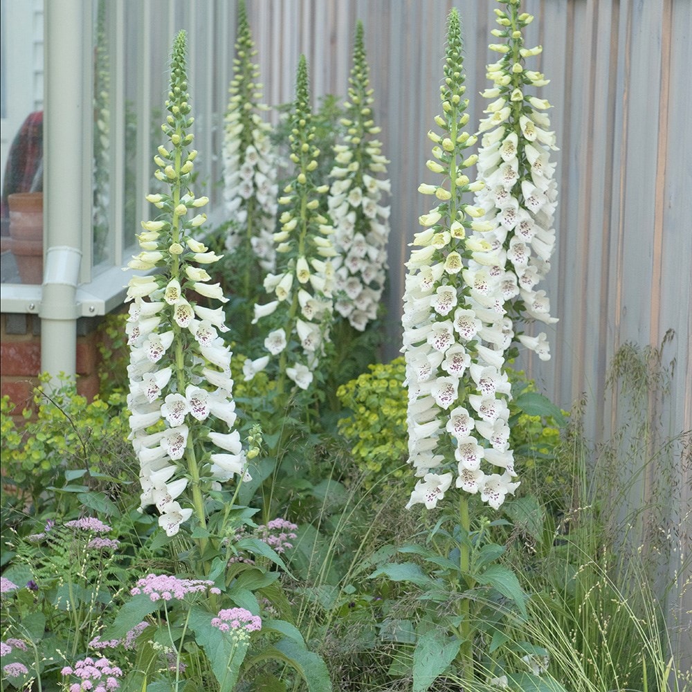 Digitalis Purpurea 'dalmatian White' (dalmatian Series)