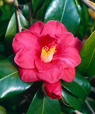 'Adolphe Audusson' red camellia