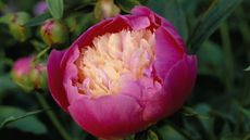 Peony bloom in pink 