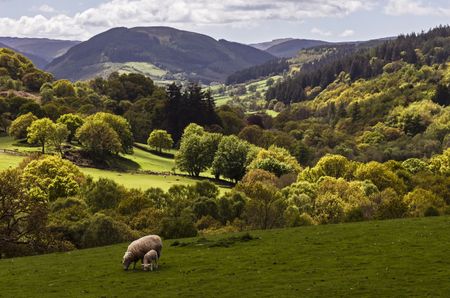 A sheep and a lamb grazing on a hill in a sun-washed Welsh valley.