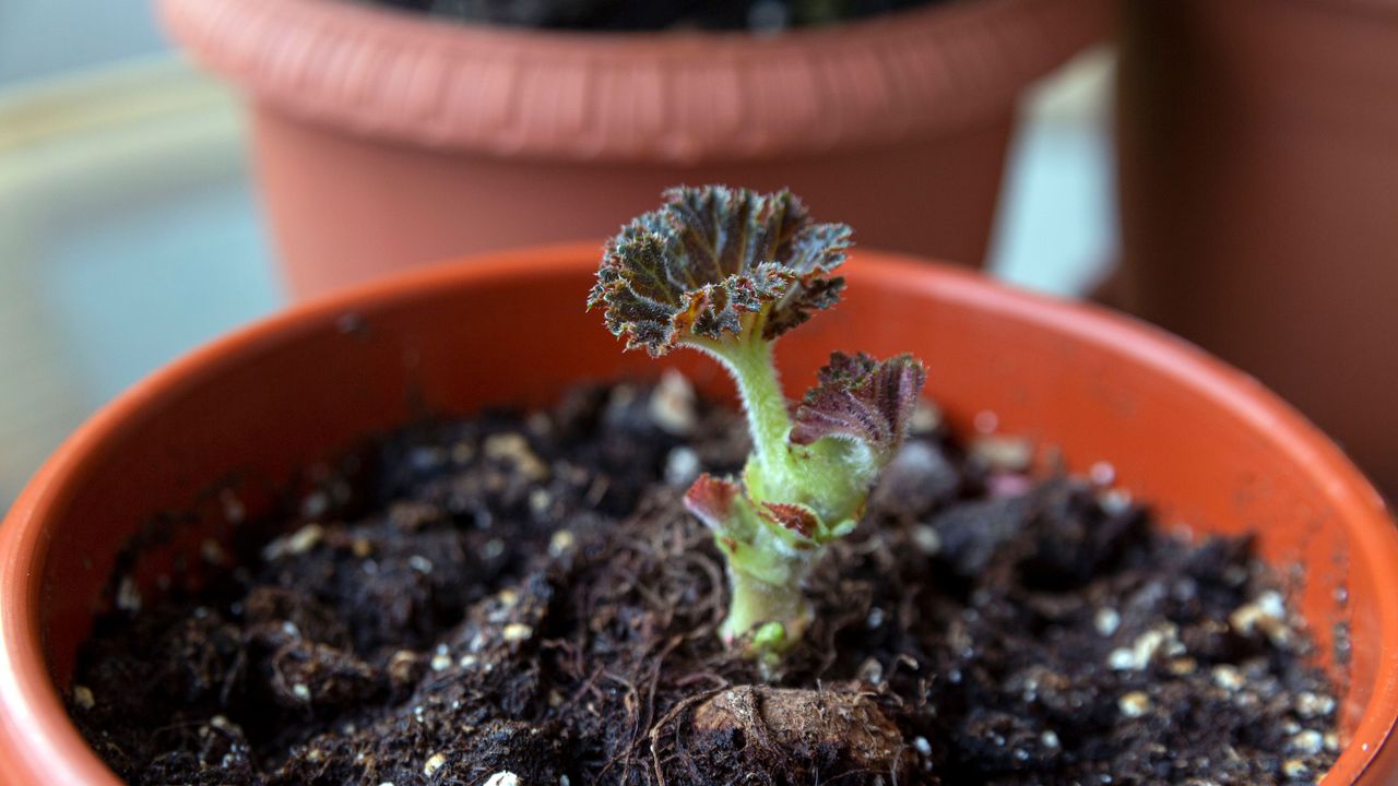 begonia tubers in pots