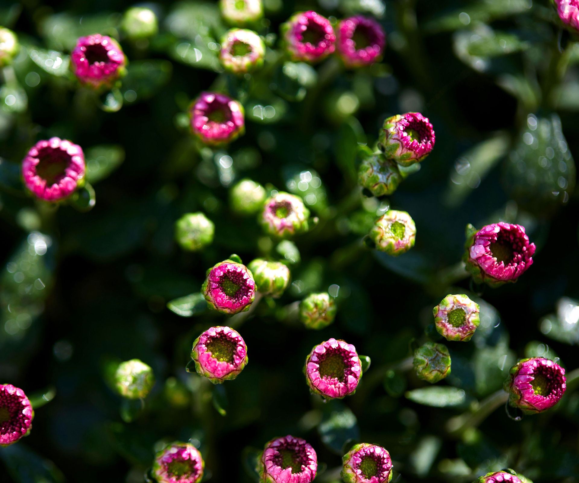 unopened pink and pale chrysanthemum buds on plant