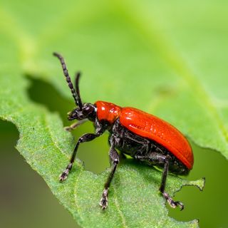 Close up of lily beetle on eaten leaf