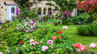 how to grow poppies: cottage garden border with poppies
