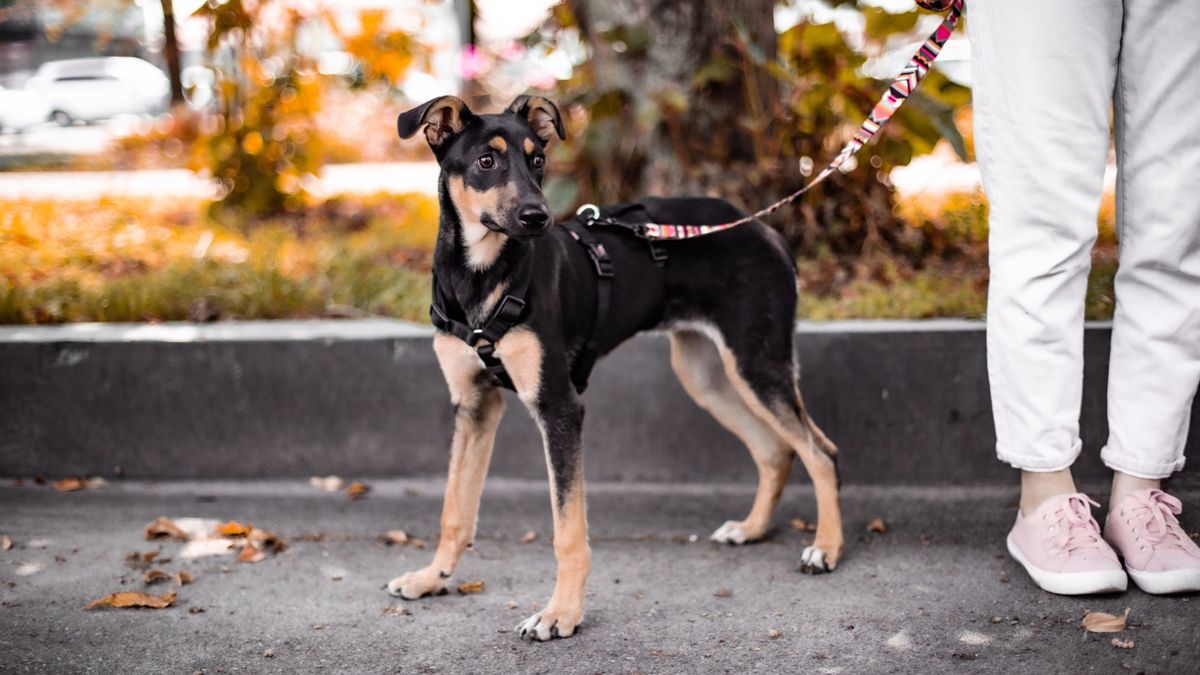 Young puppy on alert while being taken for a walk