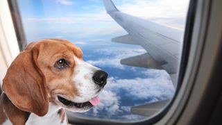 Beagle on an aeroplane