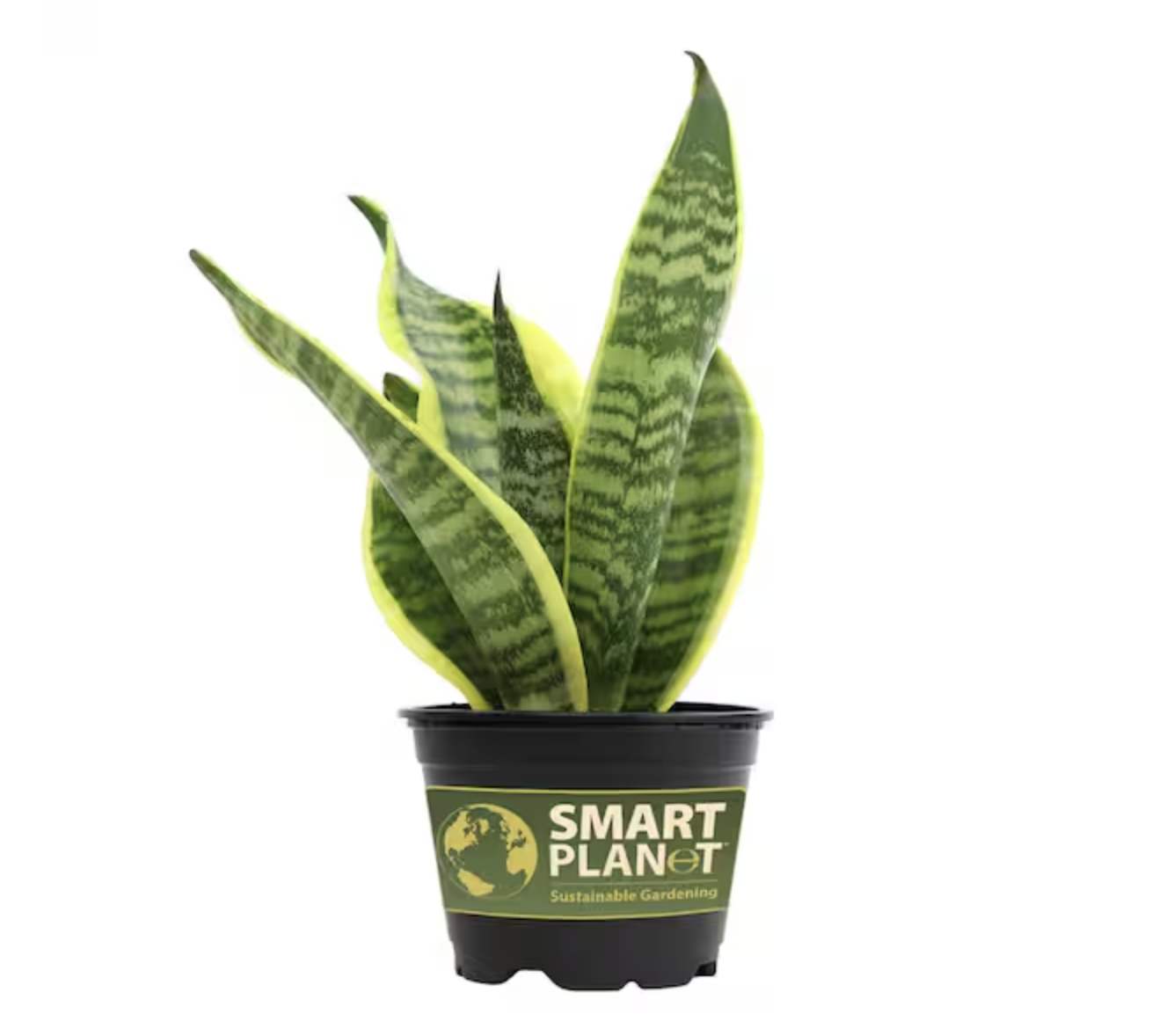 A potted snake plant