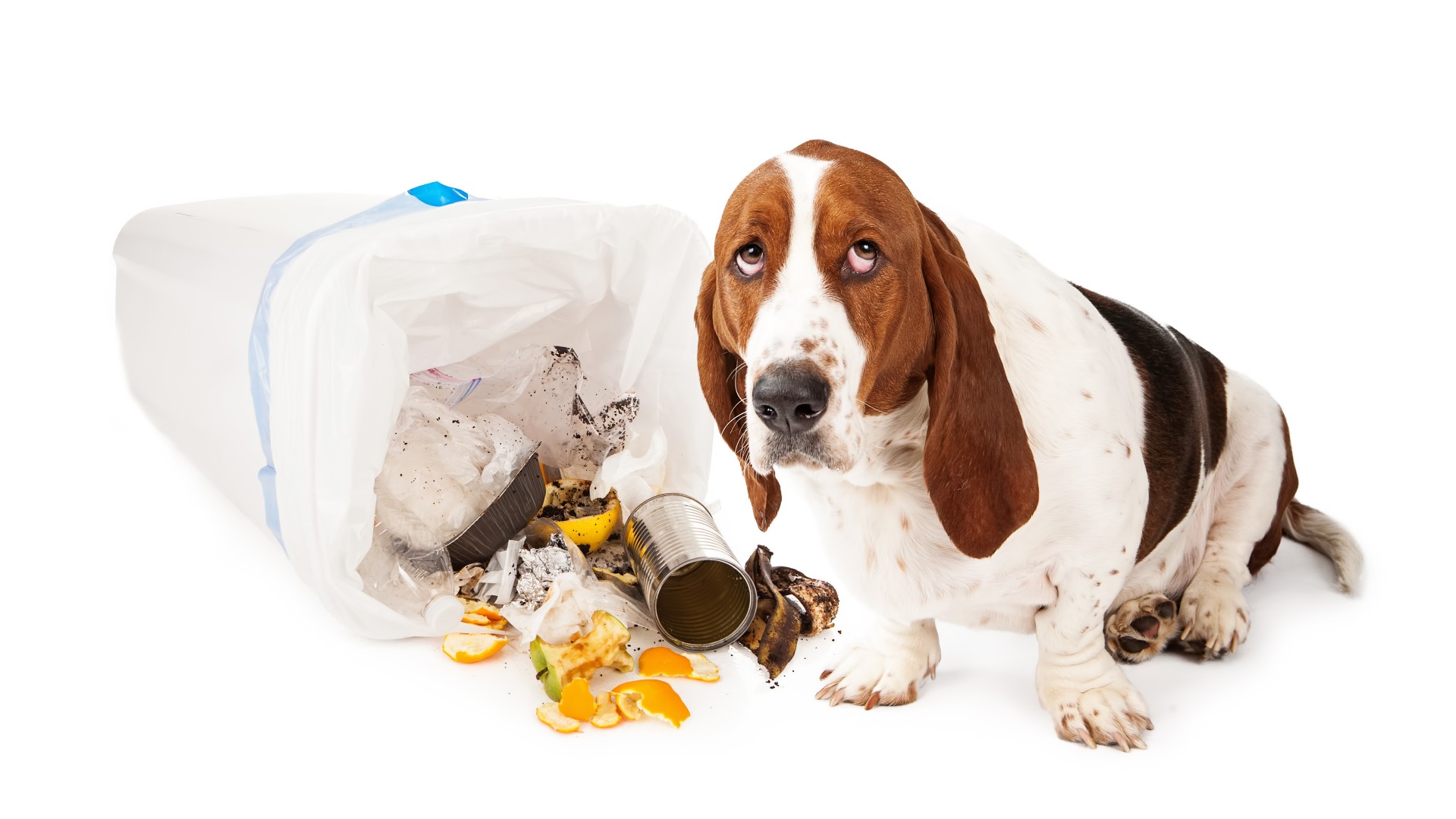 Basset hound looking up with a guilty expression while sitting next to a tipped-over garbage can.