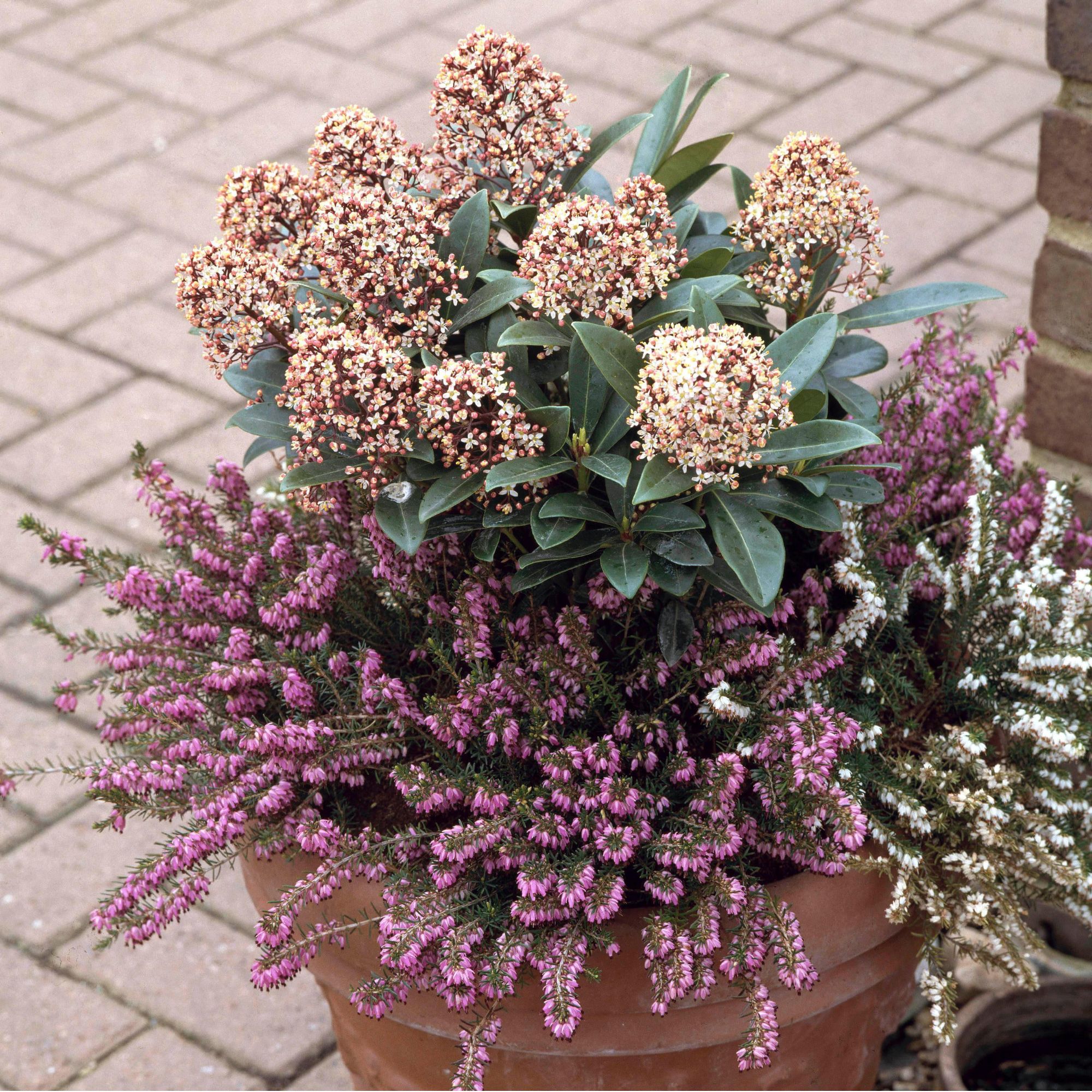 winter planter with skimmia and heather