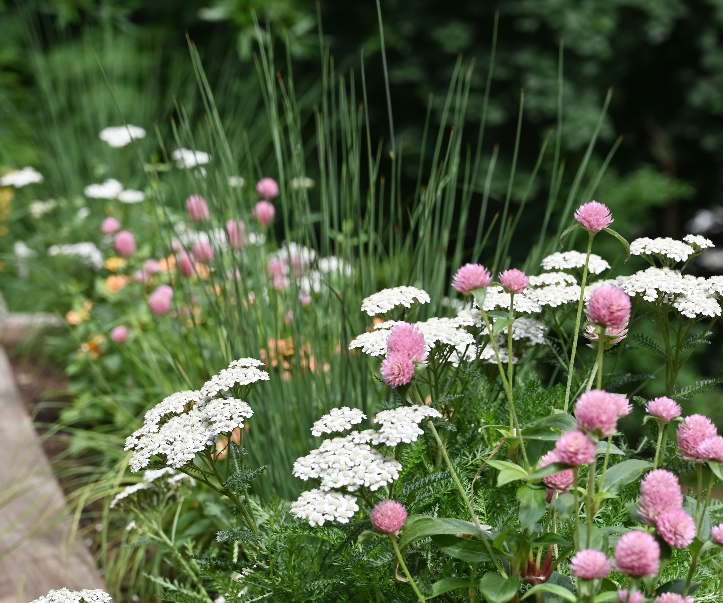 naturalistic planting with white achillea and pink chive flowers