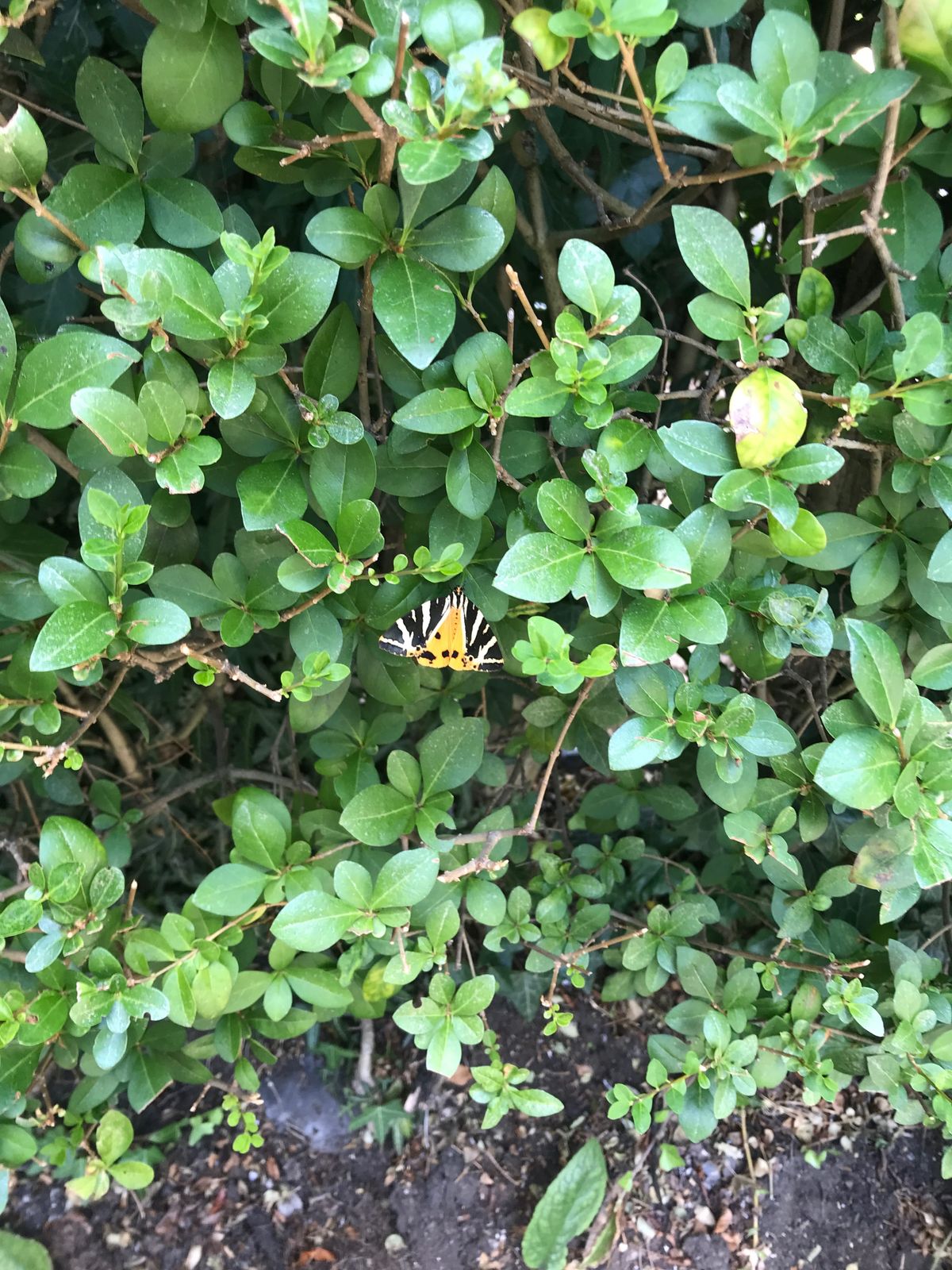 iPhone 7 camera samples taken in Hampstead