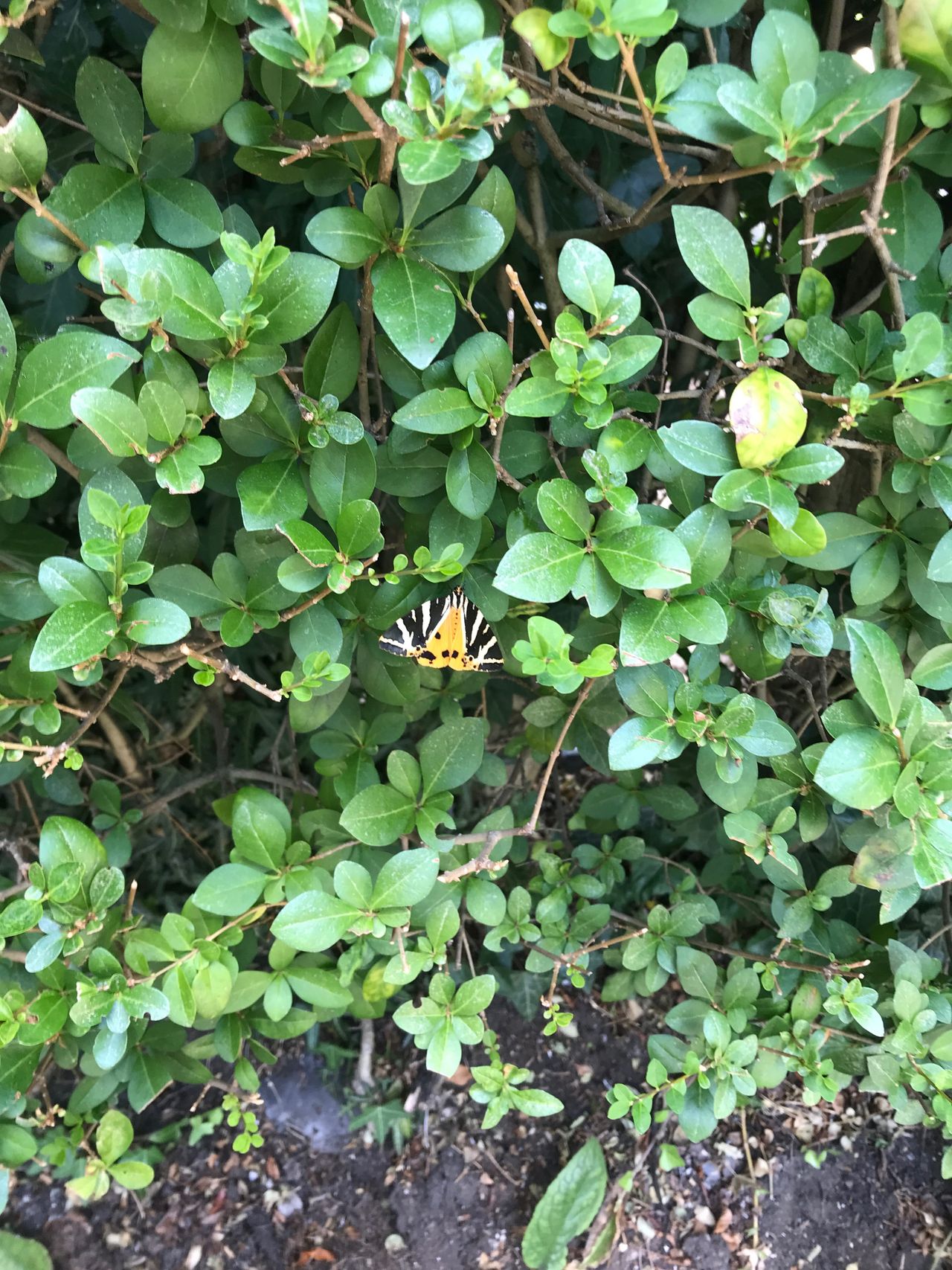 iPhone 7 camera samples taken in Hampstead