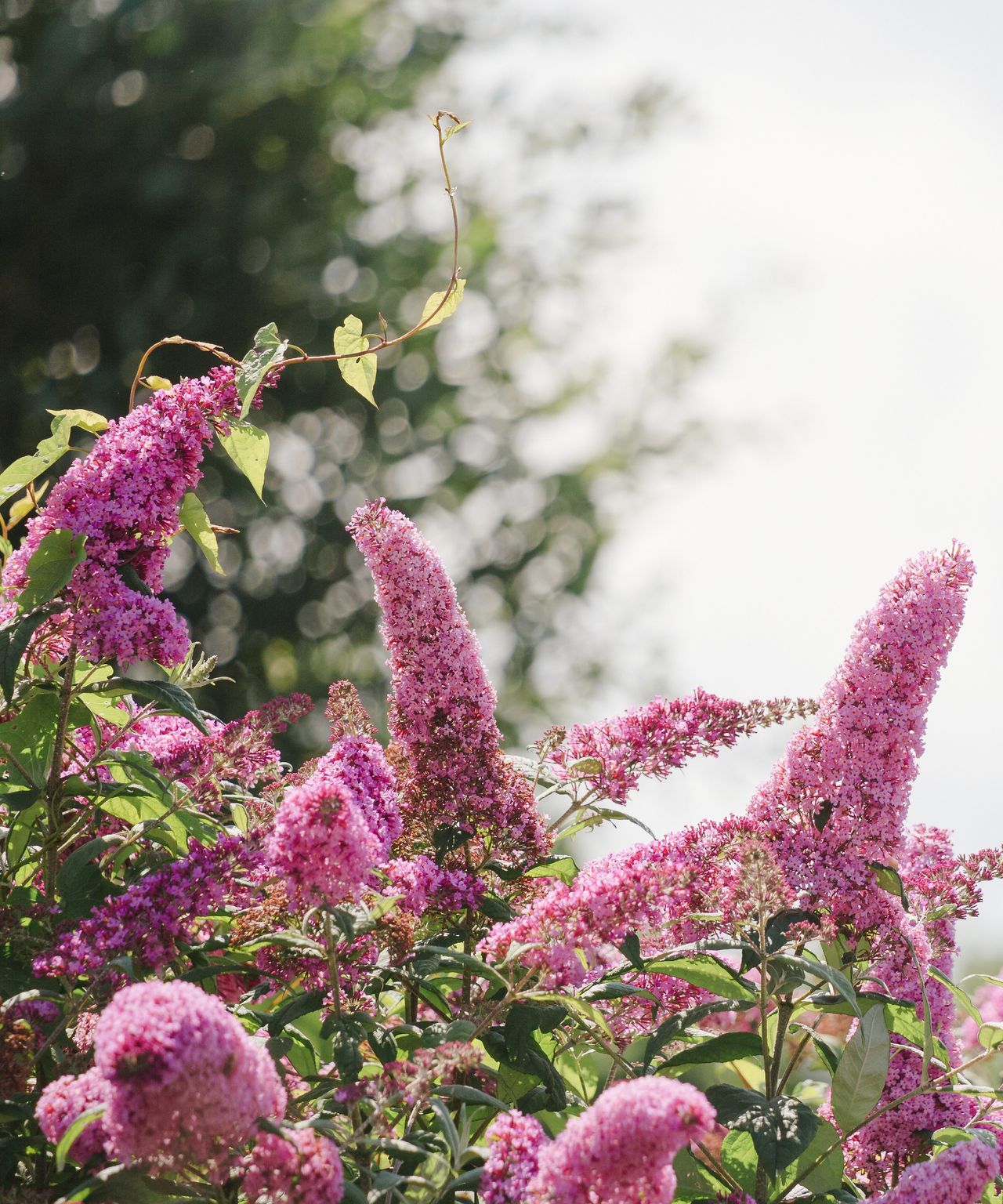 Expert tips for whether you deadhead butterfly bushes Homes & Gardens
