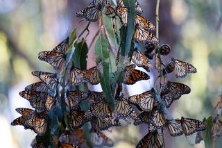 Monarch butterflies gathered on a branch.