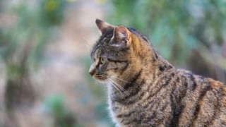 European shorthair cat