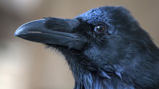 Close-up of raven's head