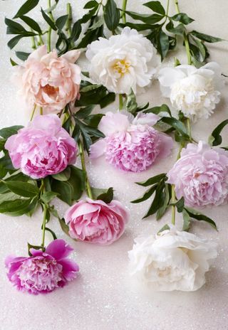 peonies in different shades on a table