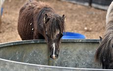 Bodmin-Moor-rescue-June2016-4.jpg