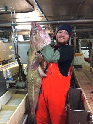Scott Turns holds an enormous cod fished out of the waters near Nova Scotia.
