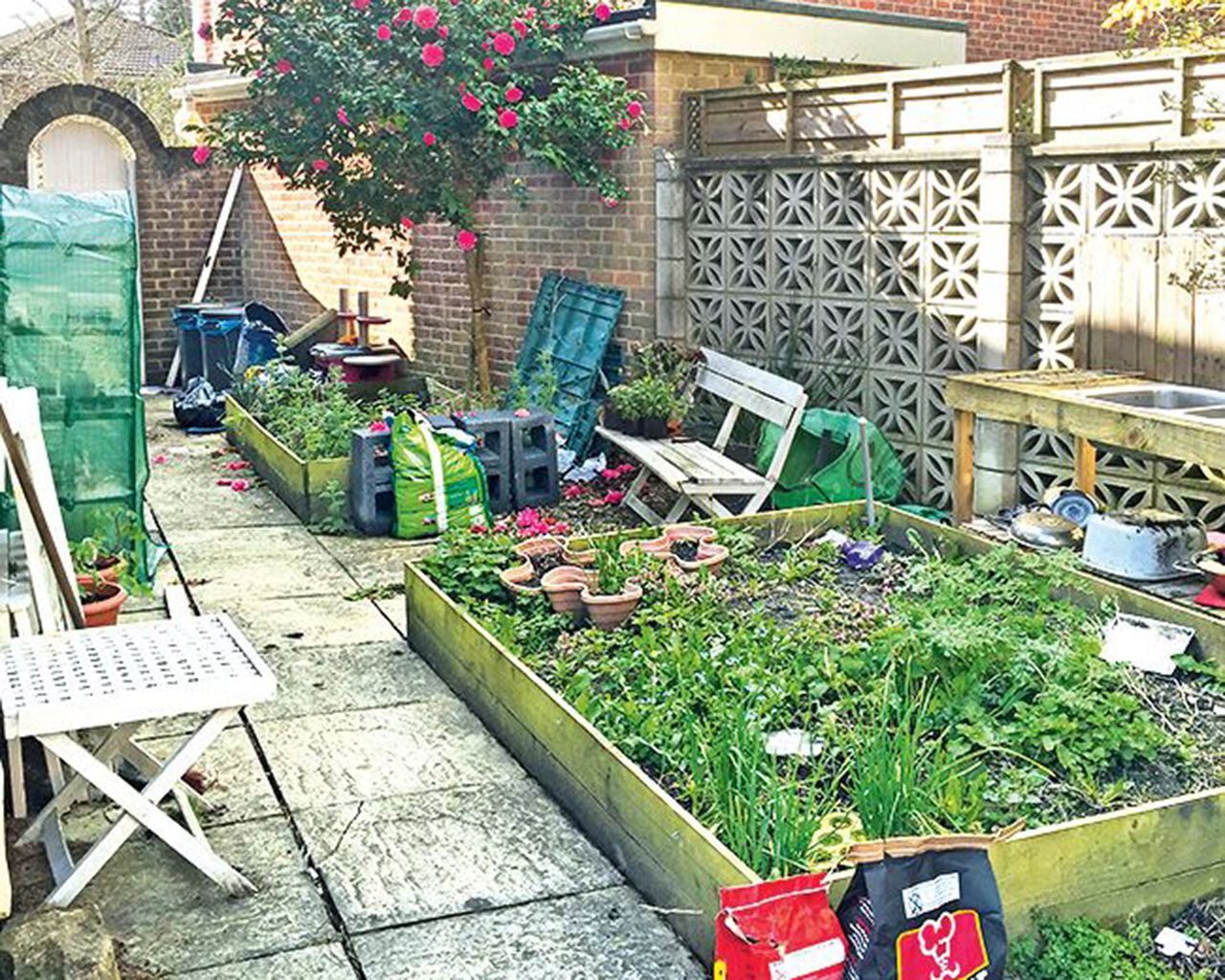 The before shot of a side return garden with raised beds and a camellia