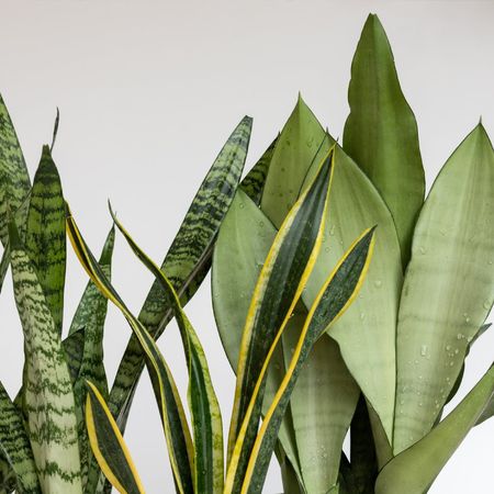 Many varieties of snake plant leaves