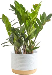 Costa Farms ZZ Plant: $24.44 at Amazon