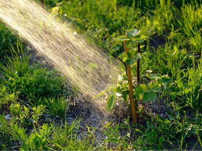 Blackberry Bush Being Watered Outdoors