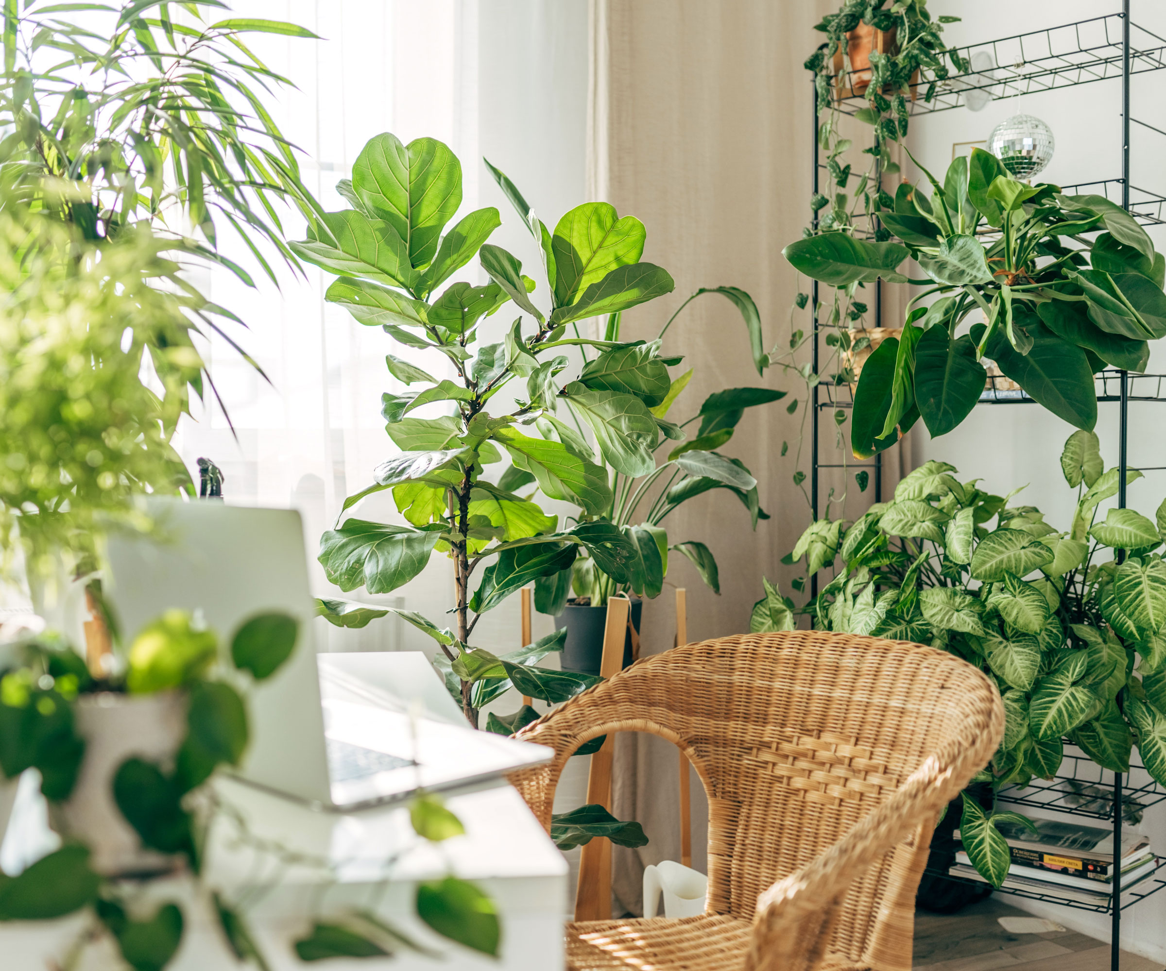 houseplants in white study with whicker chair and laptop on white table and metal unit