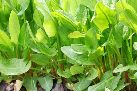 Sorrel Plants In The Garden