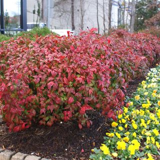 Fire Power Nandina Shrub