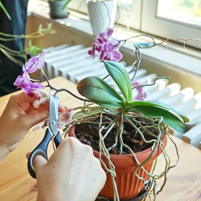pruning an orchid on a table with scissors