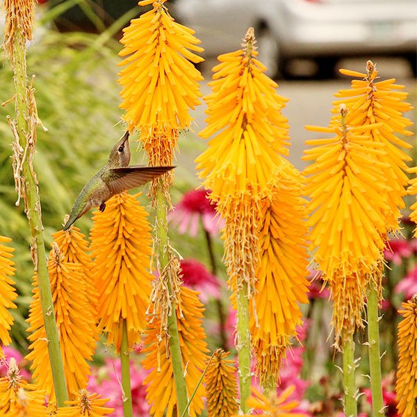 Mango Popsicle&amp;trade; Dwarf Poker - Quart Container