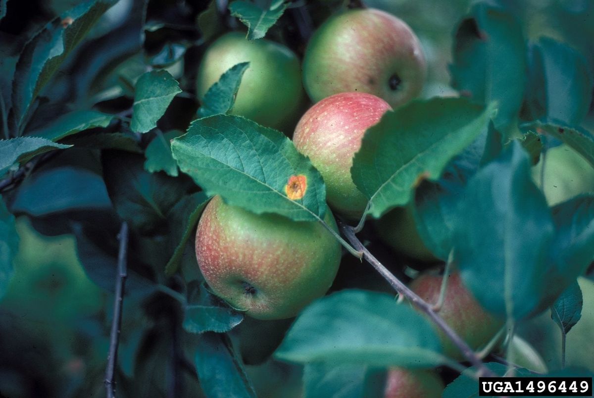 cedar-apple-rust-in-apples-how-to-treat-cedar-apple-rust-on-apple