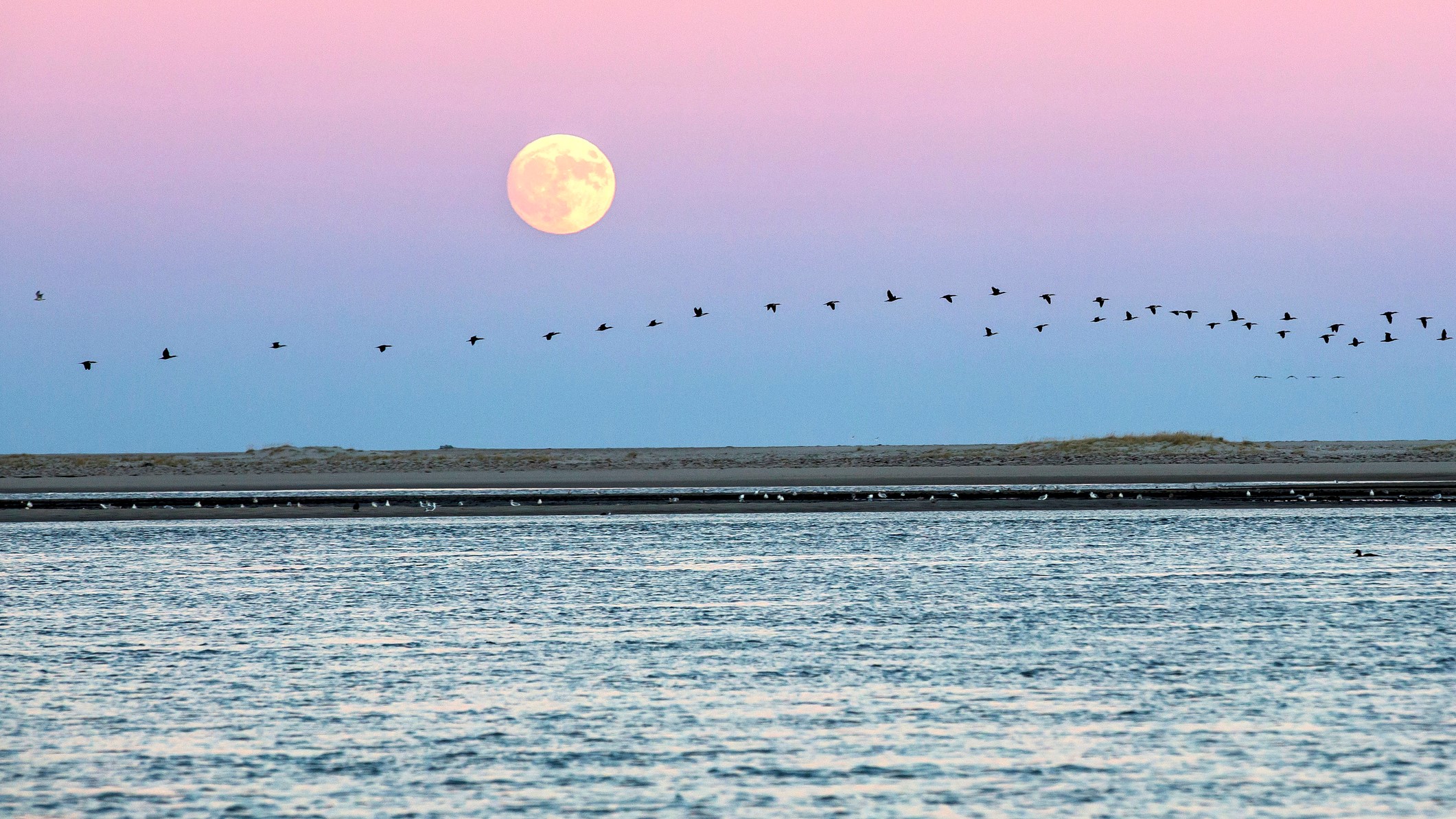 Large supermoon in hazy blue pink sky with a line of migratory birds flying across the sky.