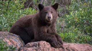 Black bear in woodland, Colorado, USA