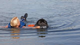 Newfoundland dog performing rescue in water