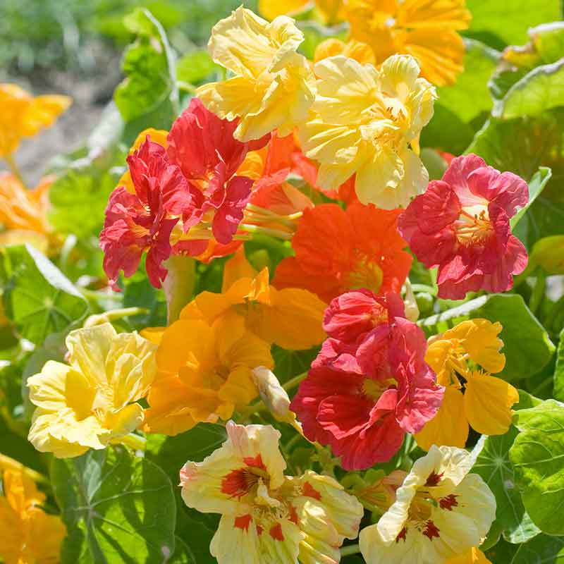 Nasturtium Seeds (organic) - Jewel Mix