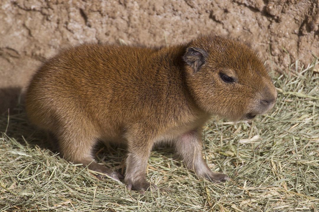 capybara baby San Diego Zoo