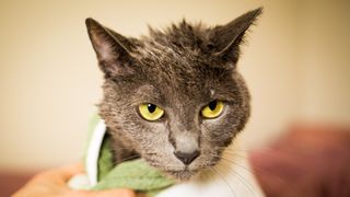 Wet cat wrapped in towel