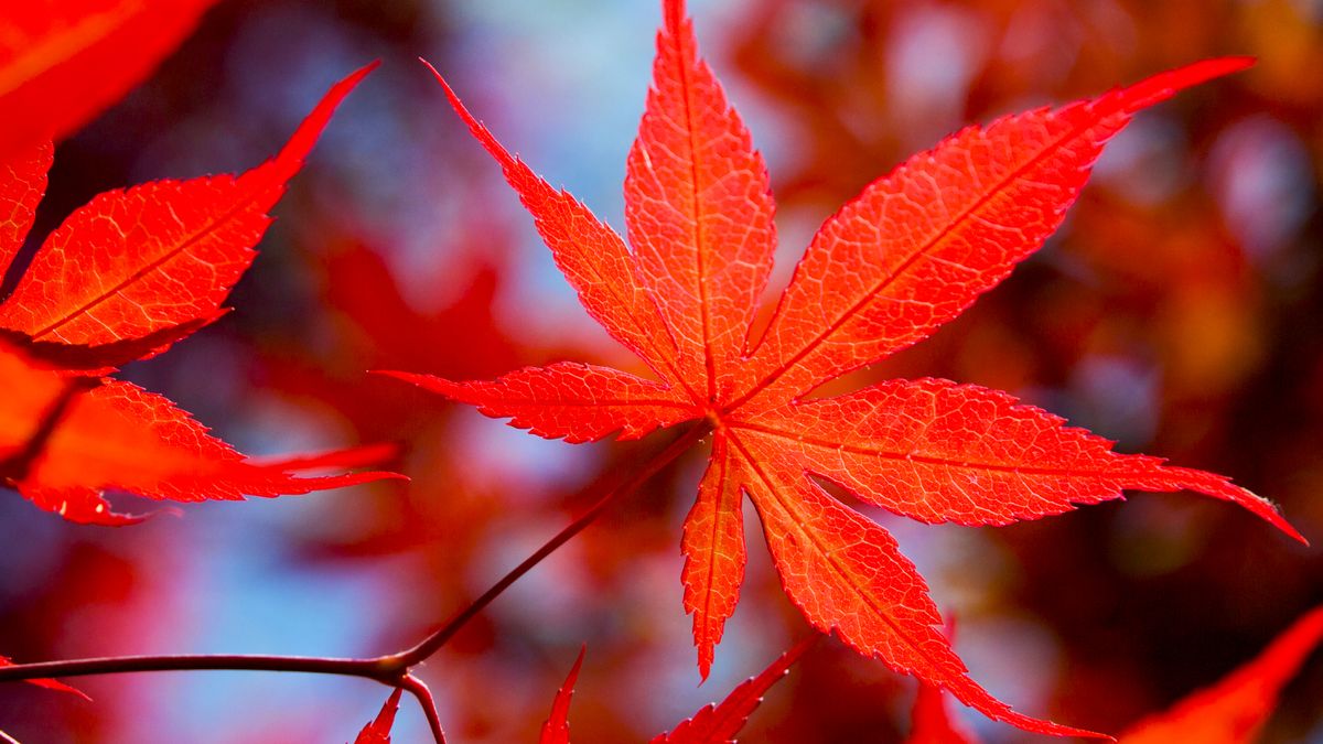 This Compact Japanese Maple Tree Just Went on Sale and it's a Year-Round Beauty in Every Backyard
