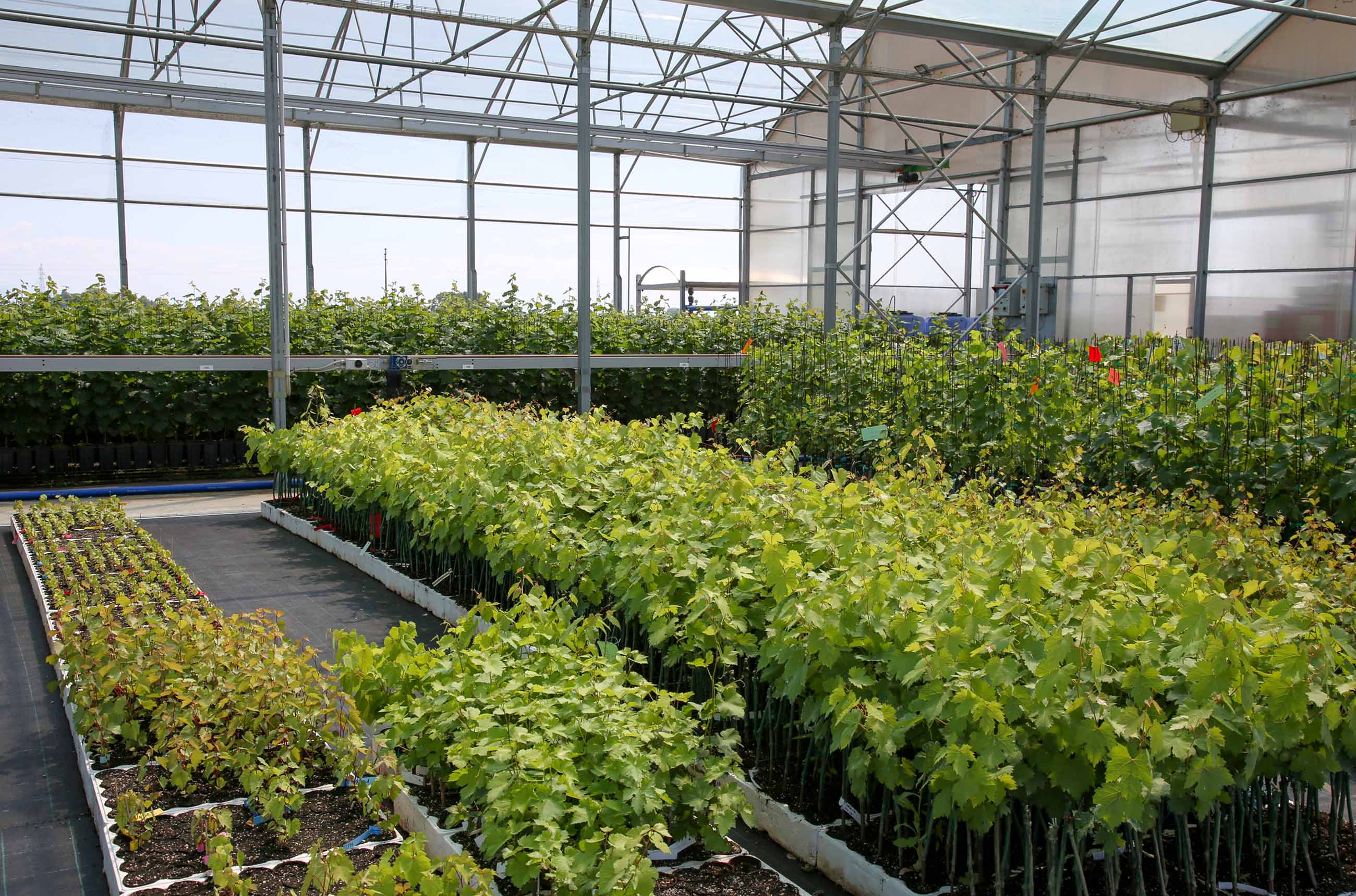 Vines in VCR nursery