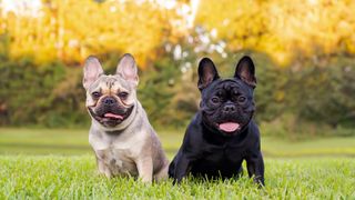 2 French bulldogs on grass