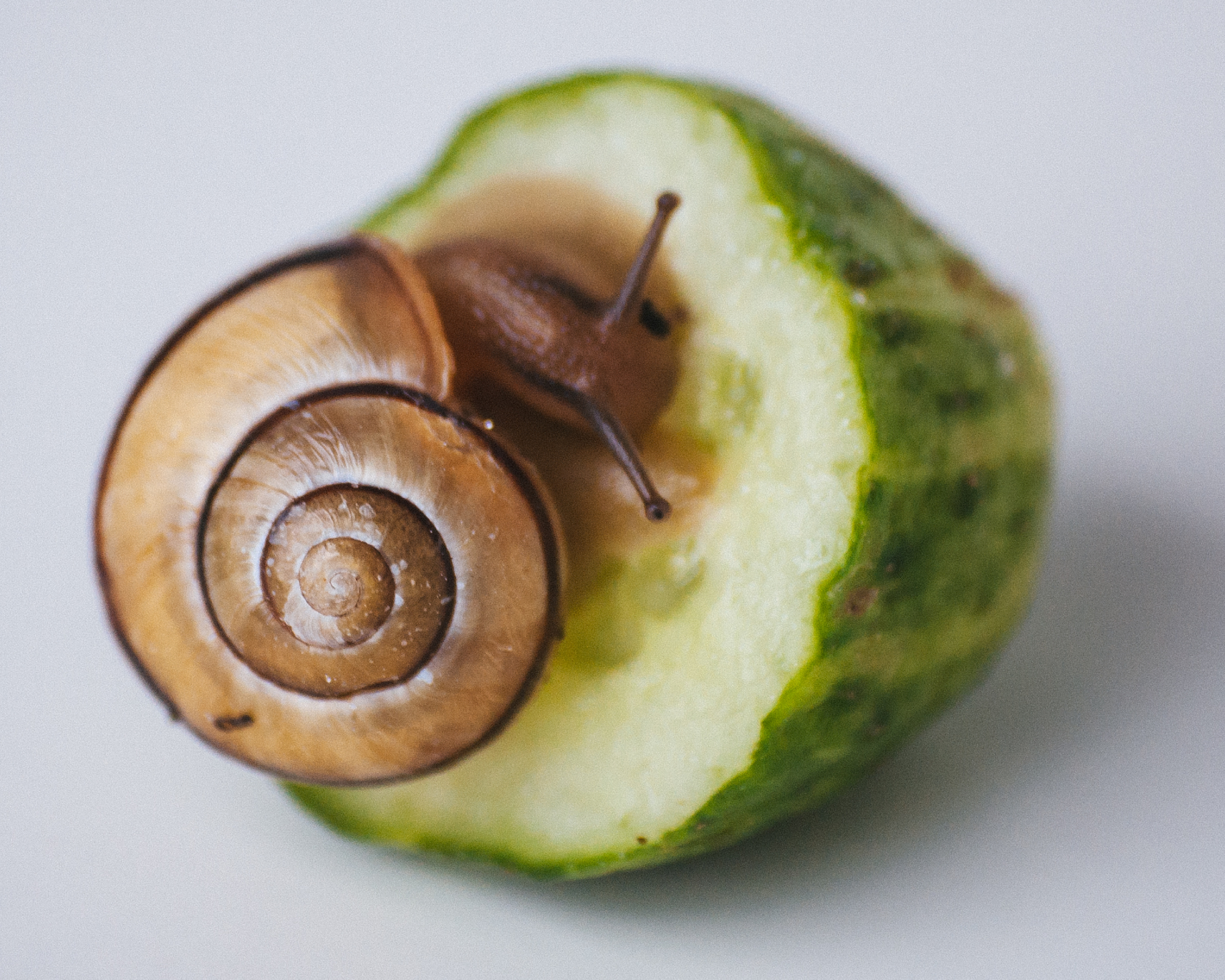 snail on a cucumber section showing the idea of natural pest control in a garden