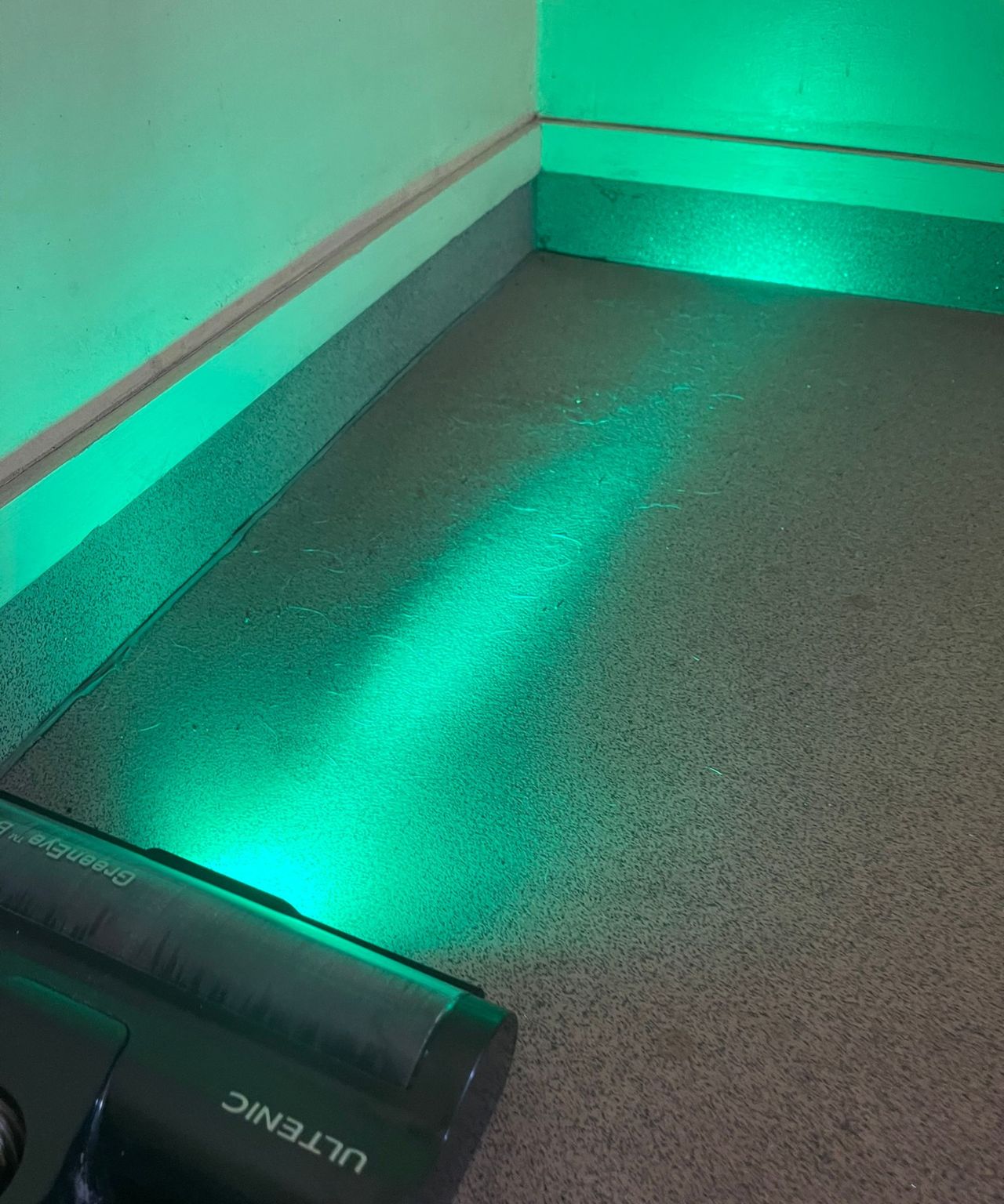 The Ultenic U16 Flex green laser revealing hidden pet hair in Bristol Animal Rescue Centre