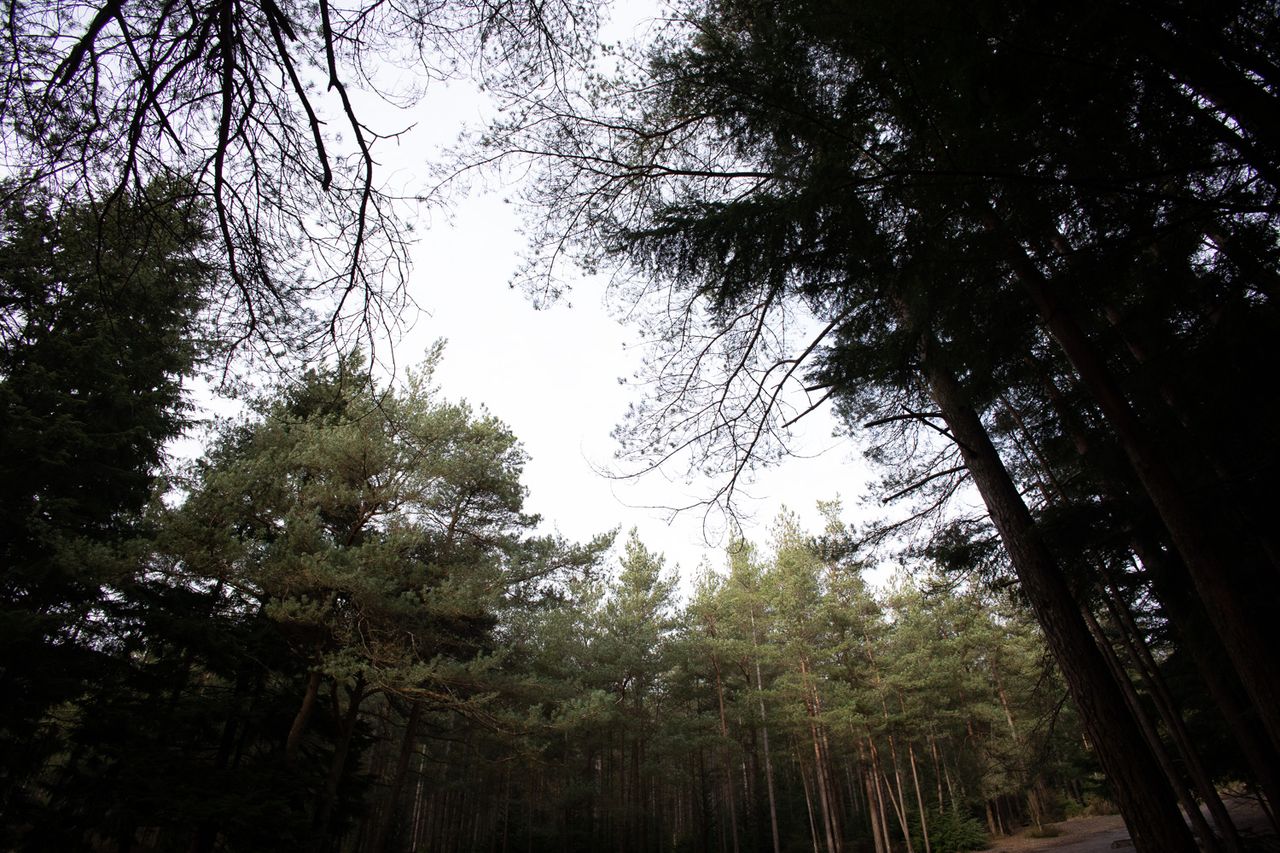A forest scene