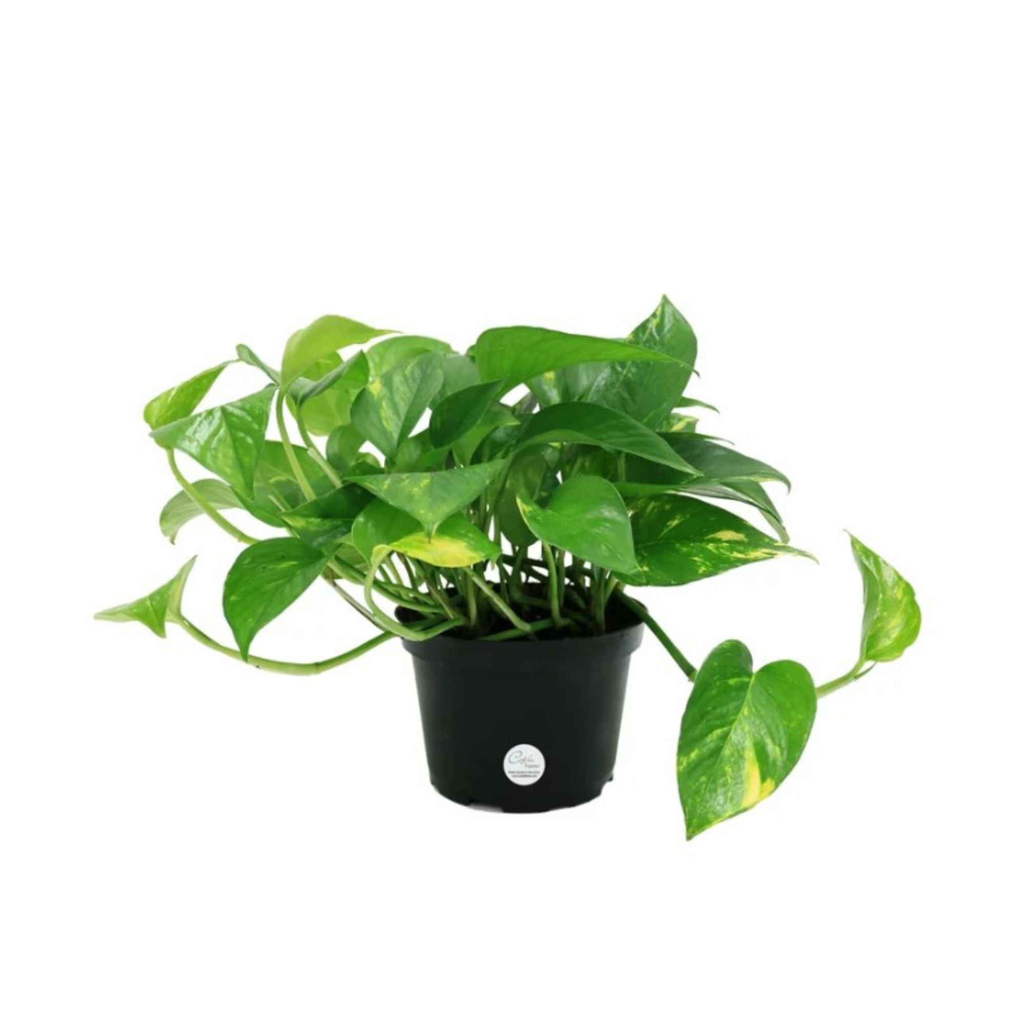 A pothos in a black pot