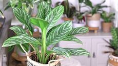 Chinese evergreen in wicker planter with other plants in background
