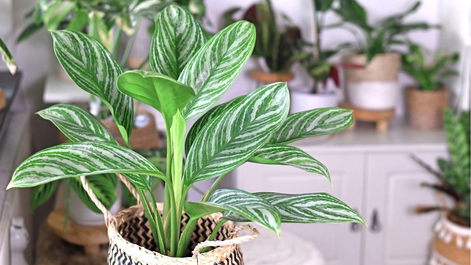 Chinese evergreen in wicker planter with other plants in background